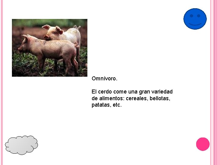 Omnívoro. El cerdo come una gran variedad de alimentos: cereales, bellotas, patatas, etc. 