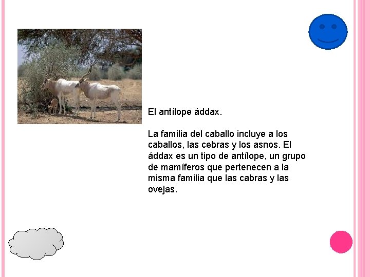 El antílope áddax. La familia del caballo incluye a los caballos, las cebras y