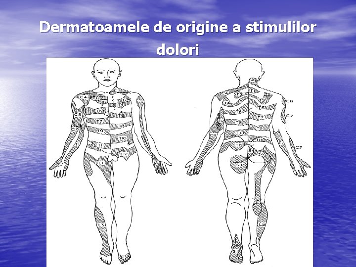 Dermatoamele de origine a stimulilor dolori 