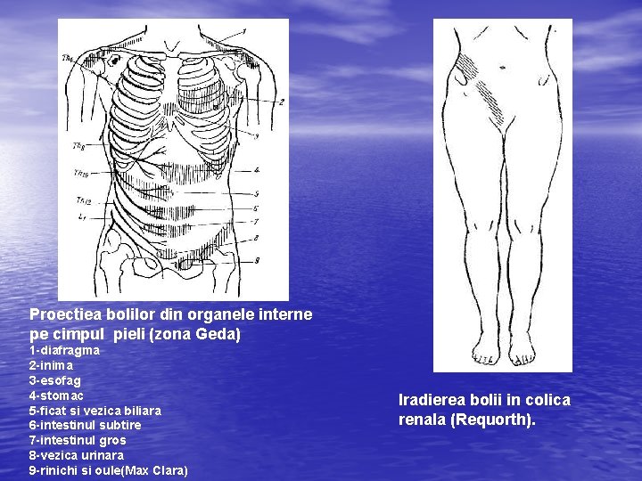 Proectiea bolilor din organele interne pe cimpul pieli (zona Geda) 1 -diafragma 2 -inima