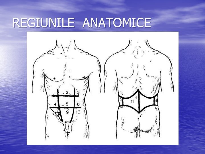 REGIUNILE ANATOMICE 