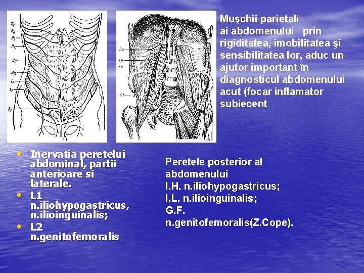 Muşchii parietali ai abdomenului prin rigiditatea, imobilitatea şi sensibilitatea lor, aduc un ajutor important