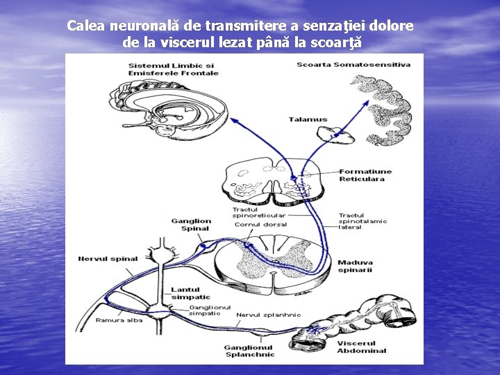 Calea neuronală de transmitere a senzaţiei dolore de la viscerul lezat până la scoarţă