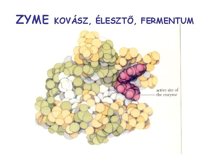 ZYME KOVÁSZ, ÉLESZTŐ, FERMENTUM 