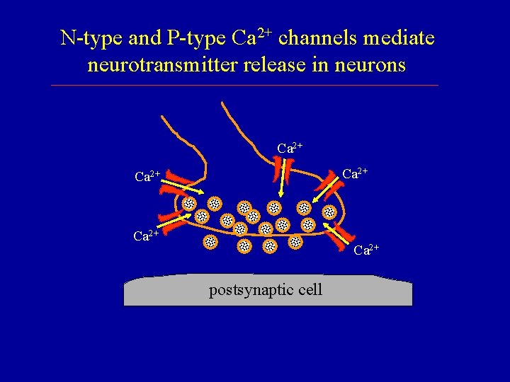 N-type and P-type Ca 2+ channels mediate neurotransmitter release in neurons Ca 2+ Ca N-type and P-type Ca 2+ channels mediate neurotransmitter release in neurons Ca 2+ Ca