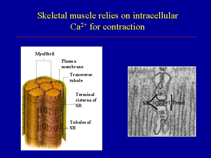 Skeletal muscle relies on intracellular Ca 2+ for contraction Myofibril Plasma membrane Transverse tubule