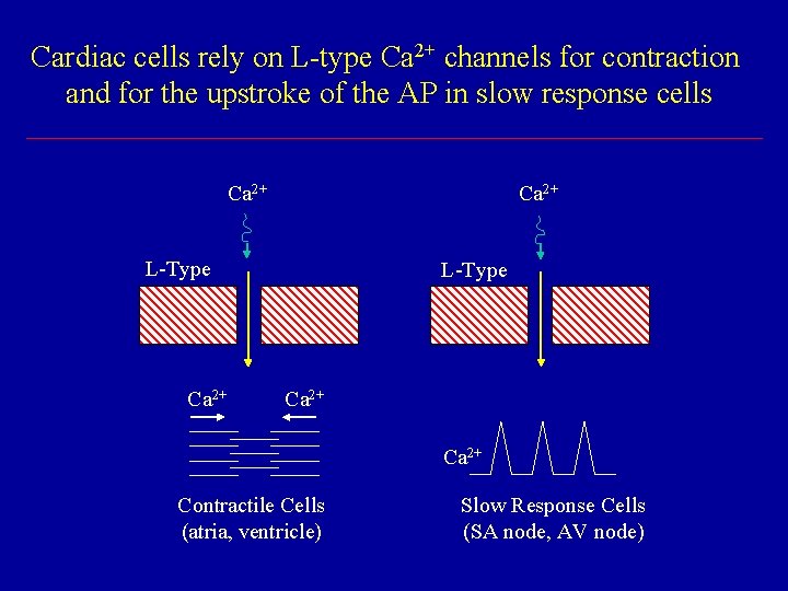 Cardiac cells rely on L-type Ca 2+ channels for contraction and for the upstroke Cardiac cells rely on L-type Ca 2+ channels for contraction and for the upstroke