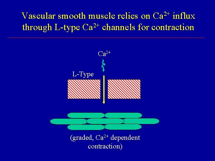 Vascular smooth muscle relies on Ca 2+ influx through L-type Ca 2+ channels for