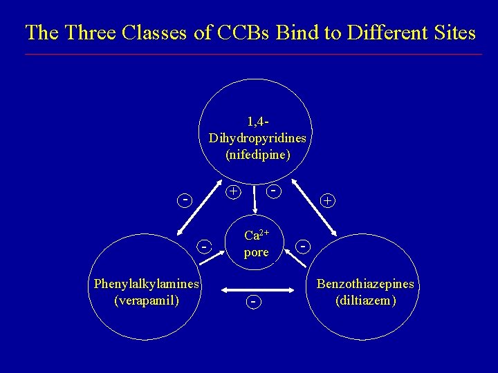 The Three Classes of CCBs Bind to Different Sites 1, 4 Dihydropyridines (nifedipine) Phenylalkylamines The Three Classes of CCBs Bind to Different Sites 1, 4 Dihydropyridines (nifedipine) Phenylalkylamines