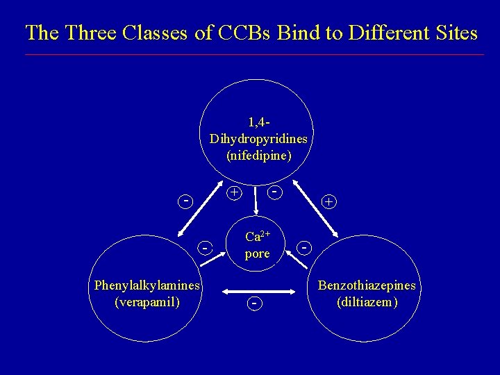 The Three Classes of CCBs Bind to Different Sites 1, 4 Dihydropyridines (nifedipine) Phenylalkylamines