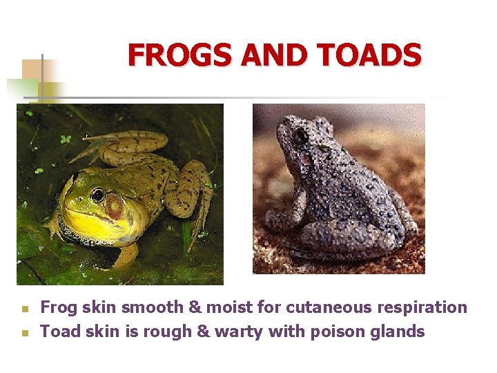 FROGS AND TOADS n n Frog skin smooth & moist for cutaneous respiration Toad