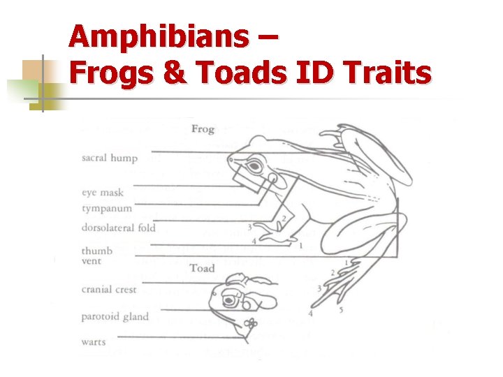 Amphibians – Frogs & Toads ID Traits 