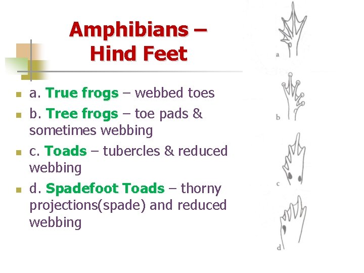 Amphibians – Hind Feet n n a. True frogs – webbed toes b. Tree