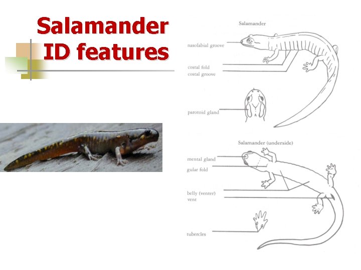 Salamander ID features 