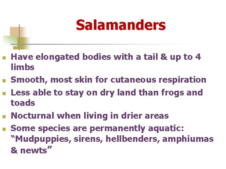 Salamanders n n n Have elongated bodies with a tail & up to 4