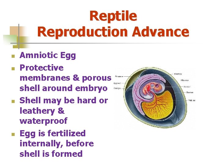 Reptile Reproduction Advance n n Amniotic Egg Protective membranes & porous shell around embryo