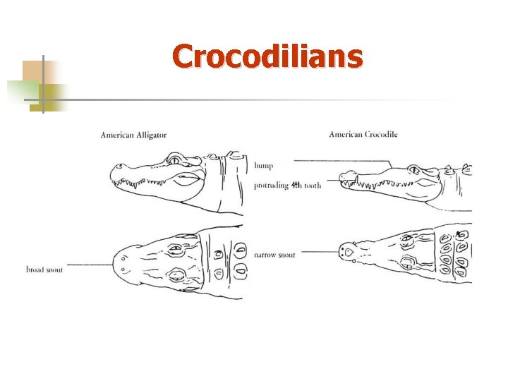 Crocodilians 