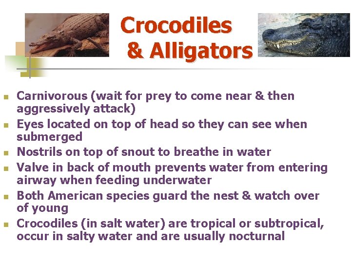 Crocodiles & Alligators n n n Carnivorous (wait for prey to come near &