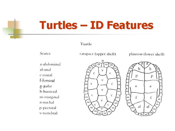 Turtles – ID Features 