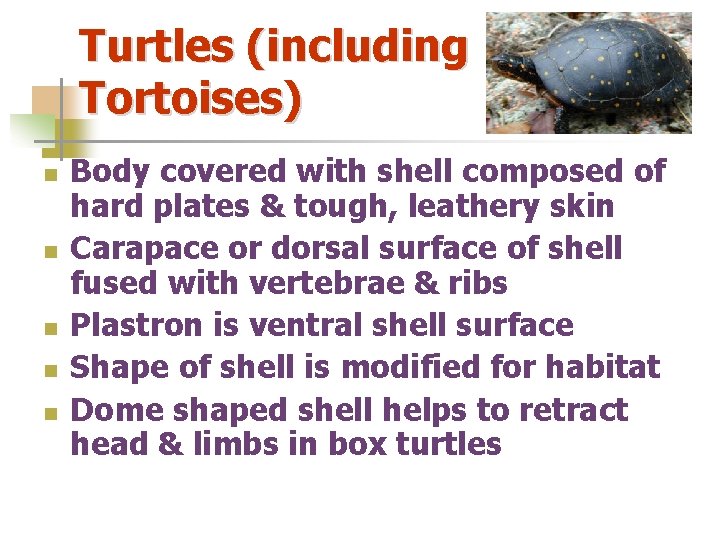 Turtles (including Tortoises) n n n Body covered with shell composed of hard plates