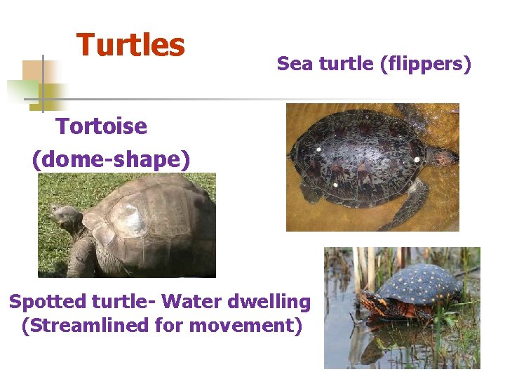 Turtles Sea turtle (flippers) Tortoise (dome-shape) Spotted turtle- Water dwelling (Streamlined for movement) 