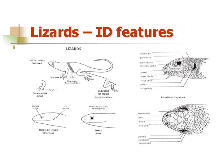 Lizards – ID features 