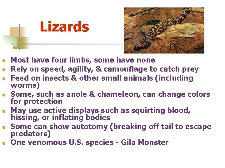 Lizards n n n n Most have four limbs, some have none Rely on