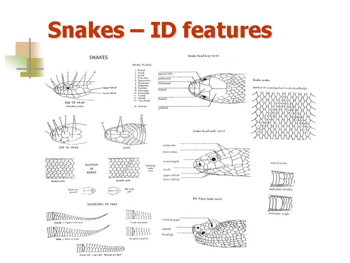 Snakes – ID features 