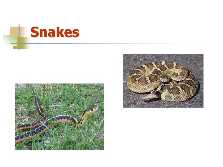 Snakes 