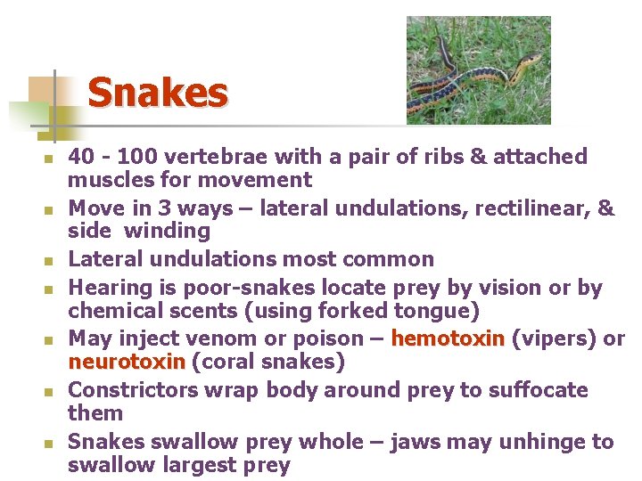 Snakes n n n n 40 - 100 vertebrae with a pair of ribs