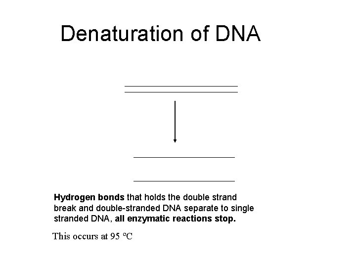 Denaturation of DNA Hydrogen bonds that holds the double strand break and double-stranded DNA