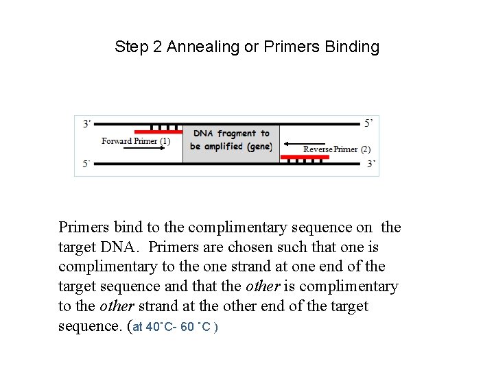 Step 2 Annealing or Primers Binding Primers bind to the complimentary sequence on the