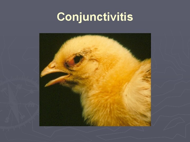 Conjunctivitis 