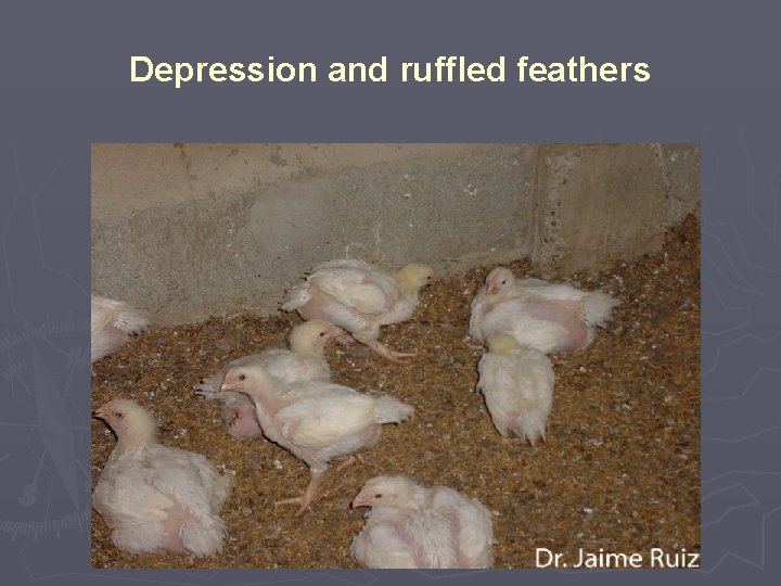 Depression and ruffled feathers 
