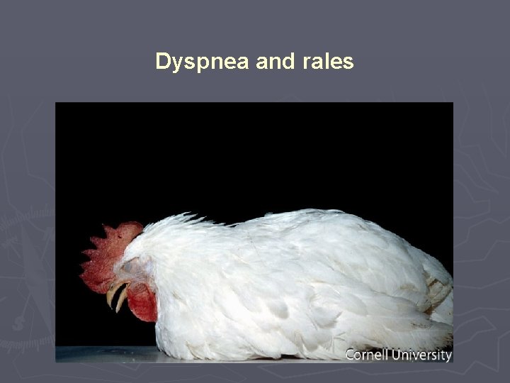 Dyspnea and rales 