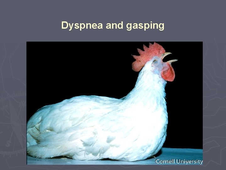 Dyspnea and gasping 