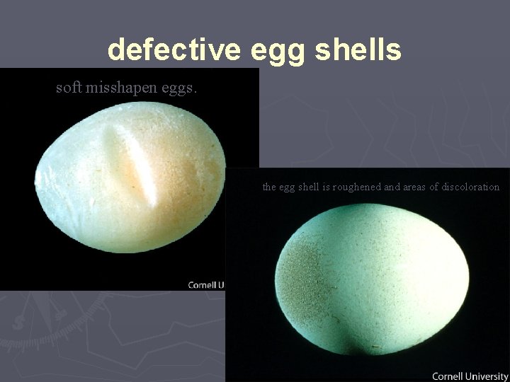 defective egg shells soft misshapen eggs. the egg shell is roughened and areas of