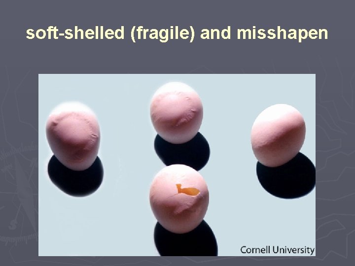 soft-shelled (fragile) and misshapen 