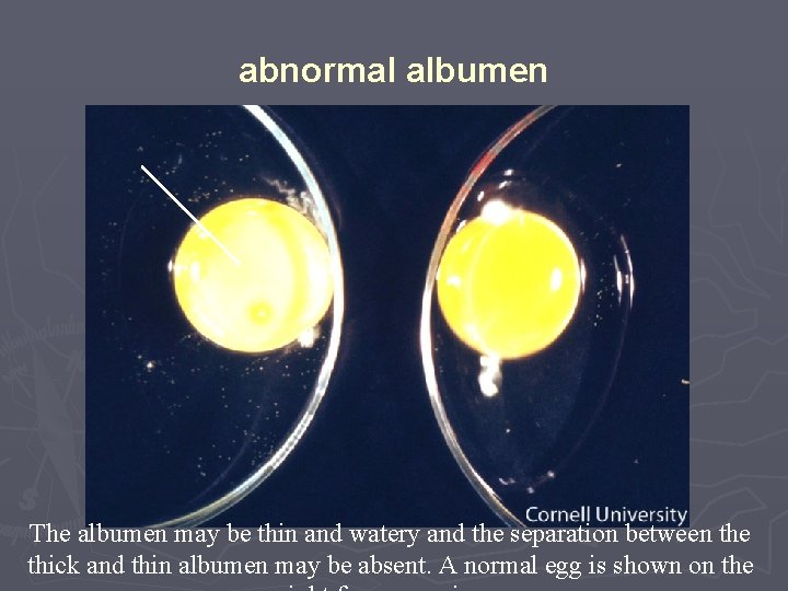 abnormal albumen The albumen may be thin and watery and the separation between the