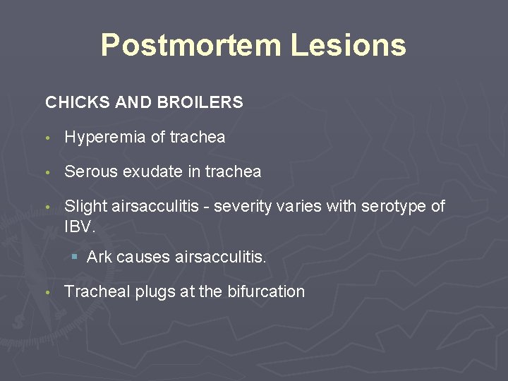 Postmortem Lesions CHICKS AND BROILERS • Hyperemia of trachea • Serous exudate in trachea