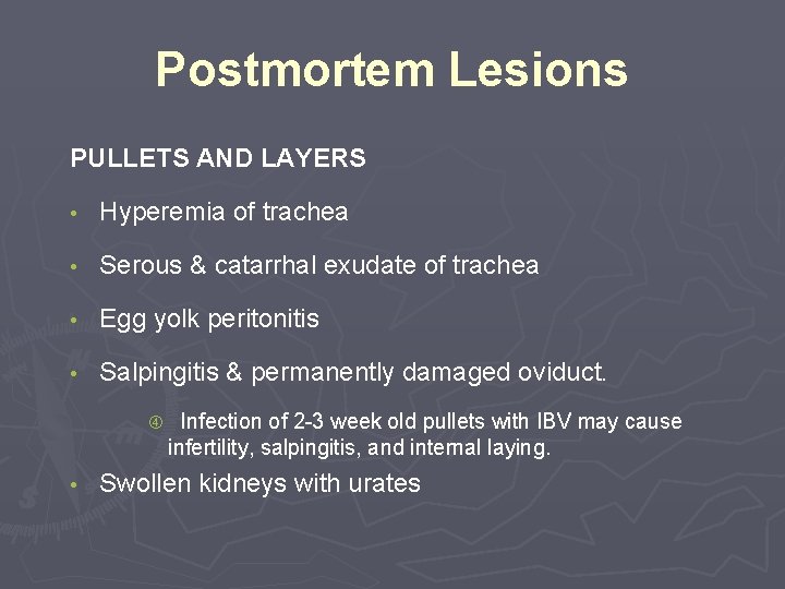 Postmortem Lesions PULLETS AND LAYERS • Hyperemia of trachea • Serous & catarrhal exudate