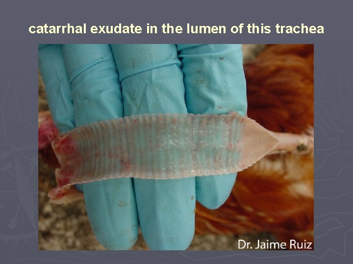 catarrhal exudate in the lumen of this trachea 