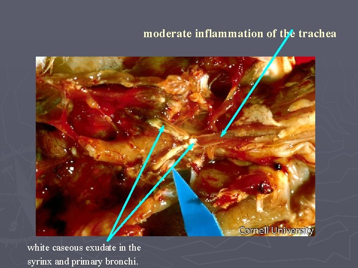 moderate inflammation of the trachea white caseous exudate in the syrinx and primary bronchi.