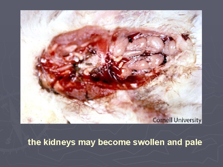 the kidneys may become swollen and pale 