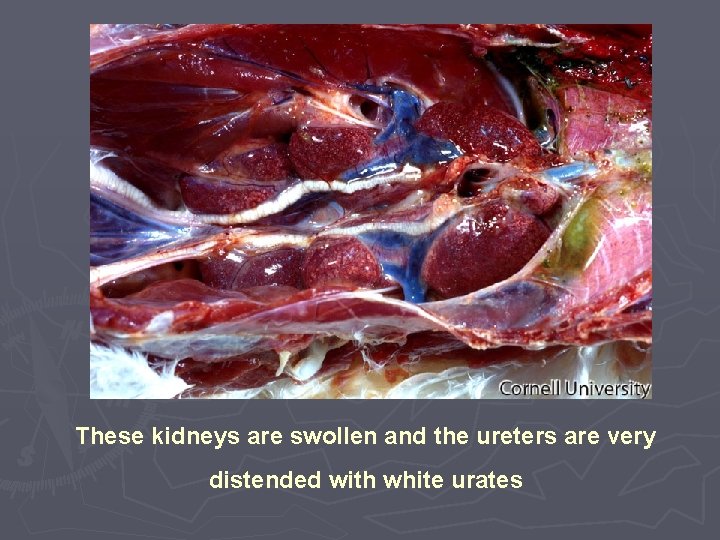 These kidneys are swollen and the ureters are very distended with white urates 