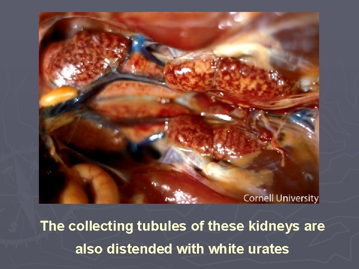 The collecting tubules of these kidneys are also distended with white urates 