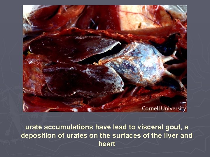urate accumulations have lead to visceral gout, a deposition of urates on the surfaces