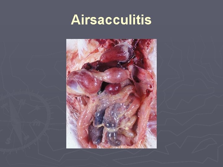 Airsacculitis 