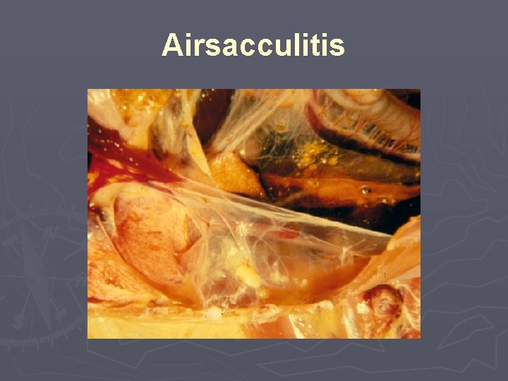 Airsacculitis 