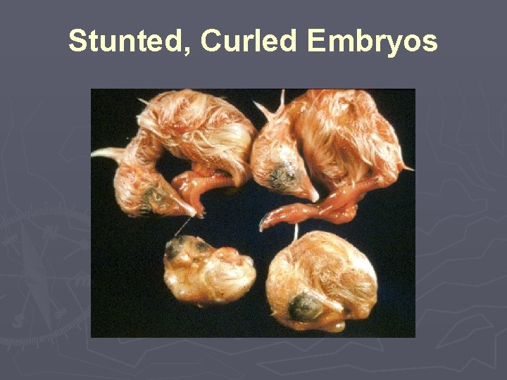 Stunted, Curled Embryos 